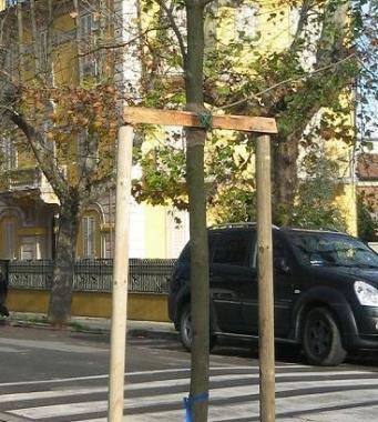 Uno dei nuovi platani 
