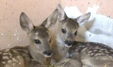 Due dei piccoli di capriolo salvati a San Piero