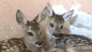 Due dei piccoli di capriolo salvati a San Piero