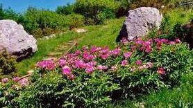 Un’immagine del giardino