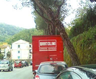 La segnalazione: «Albero pericolante»