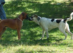 Cani nel parco, il Comune ci ripensa