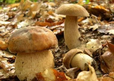 Funghi nel bosco  