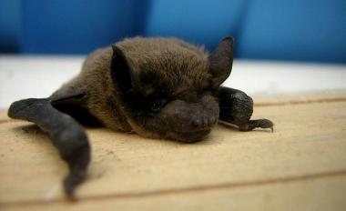 Il pipistrello tiene alla larga le zanzare 