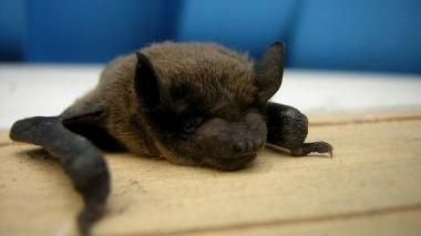 Il pipistrello tiene alla larga le zanzare