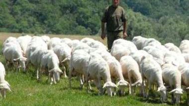 <b>ALLEVATORE. </b>Un gregge di pecore