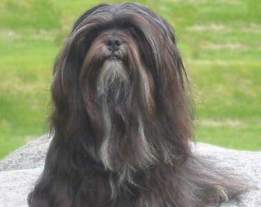 SOS ANIMALI