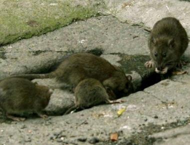<b>TOPI SCATENATI.</b> Arriva il piano di derattizzazione sul Promontorio 