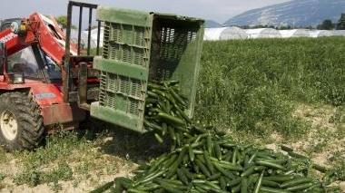 Un raccolto di cetrioli destinato al macero