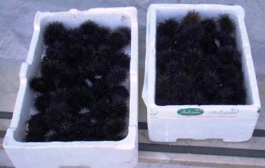 <b>IL BOTTINO.</b> I 100 esemplari di ricci sequestrati 
