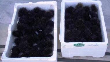 <b>IL BOTTINO.</b> I 100 esemplari di ricci sequestrati