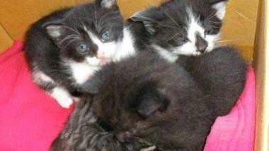 Alcuni dei gattini abbandonati e portati al gattile della Bogaia