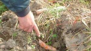 I danni provocati dai cinghiali su un terreno agricolo