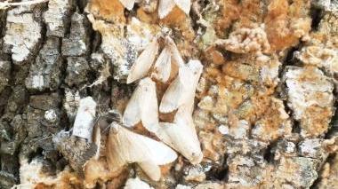 Farfalle femmine che depongono le uova (a sinistra) Alberi senza foglie ma coperti di farfalle