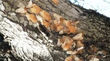 Dopo i bruchi ecco le farfalle: migliaia dal promontorio in città