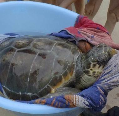 La tartaruga ferita trovata nelle acque di Tirrenia 