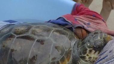 La tartaruga ferita trovata nelle acque di Tirrenia