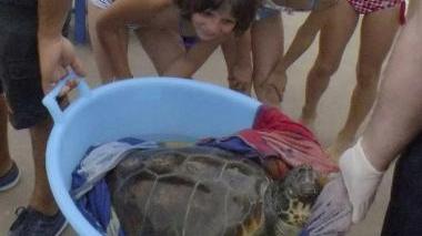 La tartaruga spiaggiata