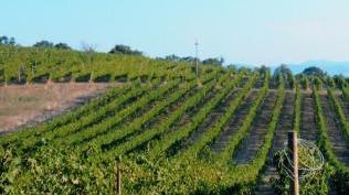 <b>VIGNETI </b>Ancora oggi merce rara e preziosa