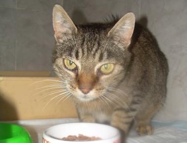 SOS MICIA TIGRATA. È stata trovata un mesetto fa in via Montenevoso vicino all'asilo ...