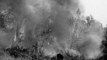 Un bosco in fiamme