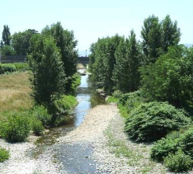 Alberi e vegetazione alta sul letto dellOmbrone 