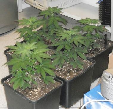 Le piante di marijuana sequestrate dalla guardia di finanza      