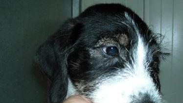 Cuccioli in adozione al canile