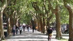 «Per ora niente tavoli in pineta»