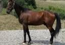<b>BAIO.</b> Un cavallo come quello liberato (foto darchivio) 