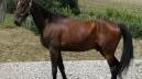 <b>BAIO.</b> Un cavallo come quello liberato (foto d’archivio)