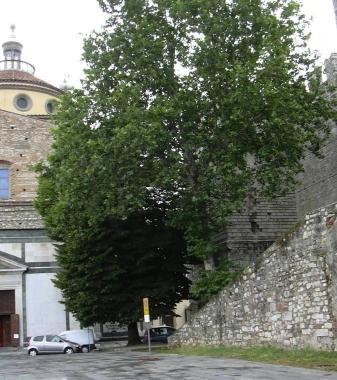 L'albero copre il Castello Poca attenzione al centro