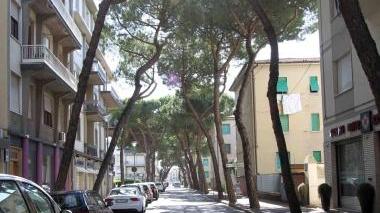 Gli alberi di via Masini