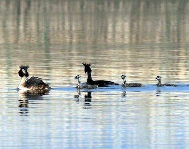Appuntamento con il birdwatching