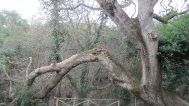 La vecchia quercia di Populonia