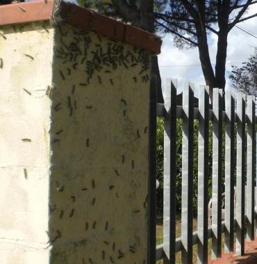 Uninvasione di bruchi sul muretto di cinta di una casa 