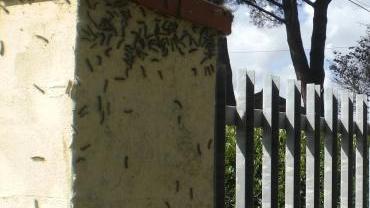 Un’invasione di bruchi sul muretto di cinta di una casa