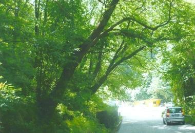 «Problema dei parcheggi, alberi pericolanti sulla via»