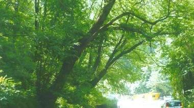 «Problema dei parcheggi, alberi pericolanti sulla via»