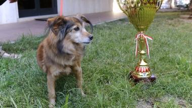 <b>BASTARDINO.</b> Stellina nel giardino di casa 