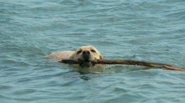 Cani nelle spiagge libere: si può ma occhio alle multe
