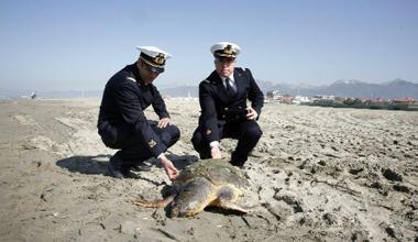 Tartaruga caretta caretta ritrovata morta sulla spiaggia