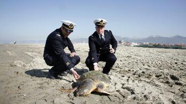 Tartaruga caretta caretta ritrovata morta sulla spiaggia