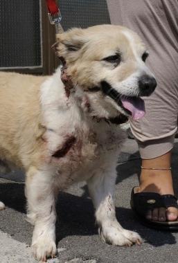 <b>FERITO </b>Il piccolo Max con la gola squarciata dopo laggressione subita dal pitbull        