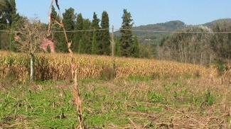Uno scorcio del campo di grano devastato da una invasione di ungulati