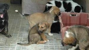 È lievitata di sei volte la spesa per l’esproprio del terreno su cui sorge il canile