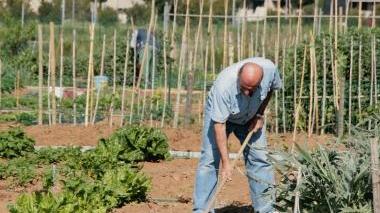 Uno degli orti sociali assegnati dal Comune ai pensionati