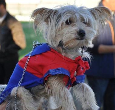 Un simpatico cagnolino con la sua giacchetta  