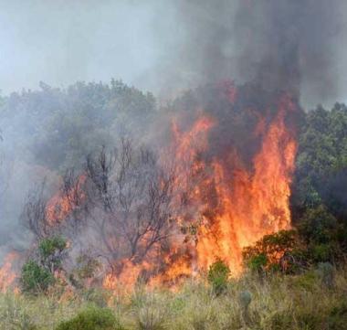 Un incendio boschivo 