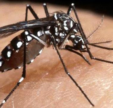La Valgraziosa invasa dalle zanzare